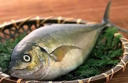 什么鱼吃黑蜜瓜最多呢,探究哪种鱼类最钟爱黑蜜瓜