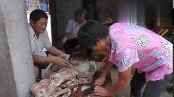 杀羊视频,揭秘杀羊现场的真实过程