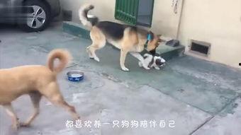 狗咬人的视频,街头恶犬咬人事件全程回顾