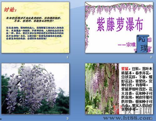 紫藤萝瀑布朗读视频,朗读视频中的诗意流淌