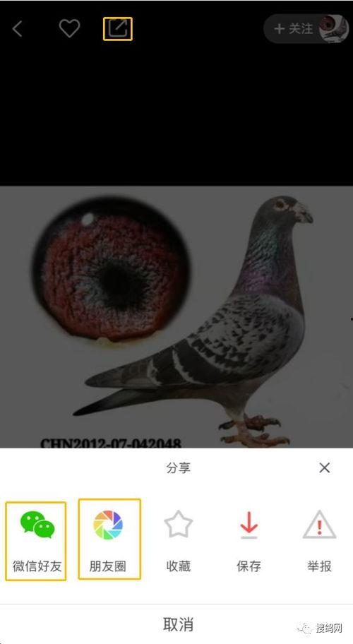 玉鸟配对视频,浪漫邂逅，谱写天作之合