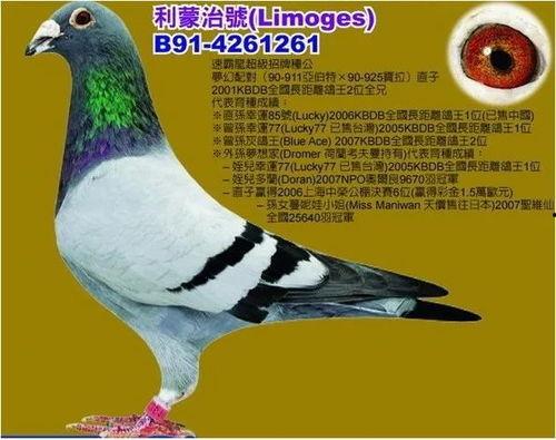 玉鸟配对视频,浪漫邂逅，谱写天作之合