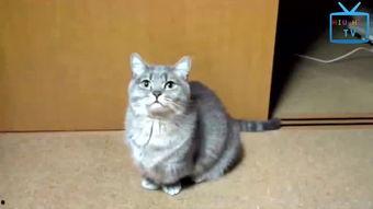 猫咪搞笑视频,猫咪搞笑视频大盘点