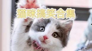 猫咪搞笑视频,猫咪搞笑视频大盘点