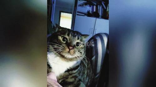 猫咪搞笑视频,猫咪搞笑视频大盘点