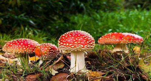 蘑菇吃瓜官网黑料爆料正好进入,真相背后的惊人内幕