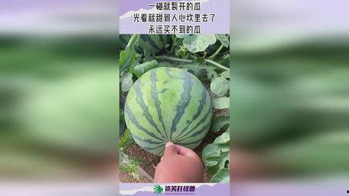 黑料吃瓜网su永久有效,揭秘娱乐圈幕后真相