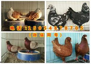 散养鸽子视频,视频中的温馨瞬间