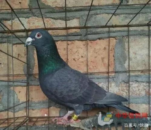散养鸽子视频,视频中的温馨瞬间