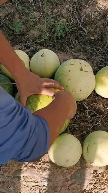梦见吃黑籽的瓜,黑籽瓜的神秘寓意与启示
