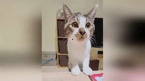 猫咪搞笑视频笑死人,猫咪搞笑视频笑翻网友