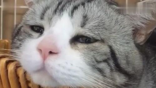猫咪搞笑视频笑死人,猫咪搞笑视频笑翻网友