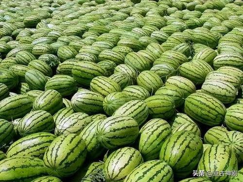 绯绯吃瓜在哪里爆料,揭秘娱乐圈幕后爆料热点