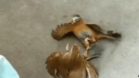 画眉鸟打斗视频,羽毛飞扬，斗志昂扬