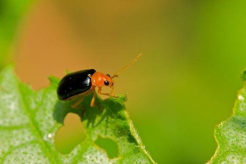 吃黄足黑守瓜,探寻神秘瓜果的传奇故事