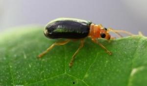 吃黄足黑守瓜,探寻神秘瓜果的传奇故事