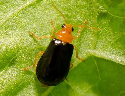 吃黄足黑守瓜,探寻神秘瓜果的传奇故事