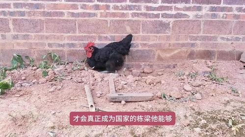 黑鸡和公黄打架围满了吃瓜群众,围观群众人山人海