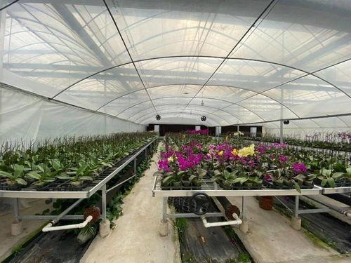 吃瓜群爆料大棚,吃瓜群爆料背后的农业秘密