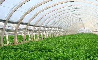 吃瓜群爆料大棚,吃瓜群爆料背后的农业秘密