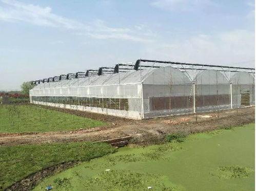 吃瓜群爆料大棚,吃瓜群爆料背后的农业秘密