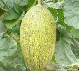 宁夏今日哈密瓜价格行情,今日新鲜上市，品质优良，价格实惠”