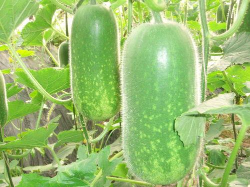 长垣吃瓜爆料大全,揭秘当地热点事件背后的真相