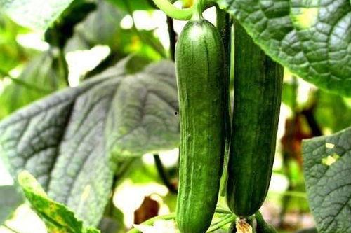 黑瓜怎么快剥壳吃视频,快速便捷吃瓜法大揭秘