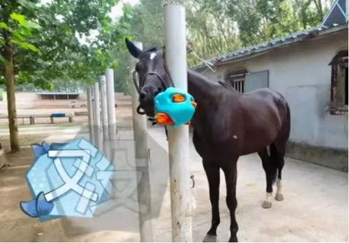 马配马的视频,探寻马术运动的激情与魅力