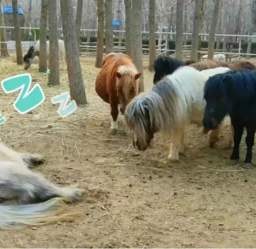 马配马的视频,探寻马术运动的激情与魅力