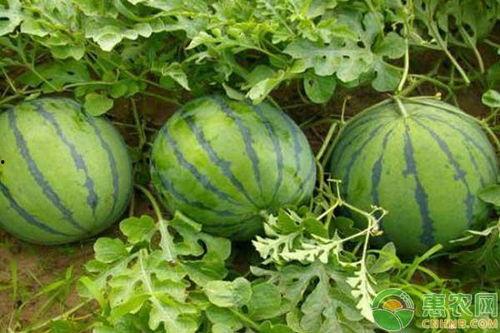 今日酉瓜价格,今日市场行情一览”