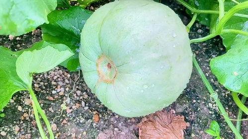 今日酉瓜价格,今日市场行情一览”