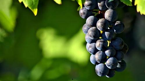 黑守瓜吃葡萄叶,一场生态循环的奇妙之旅