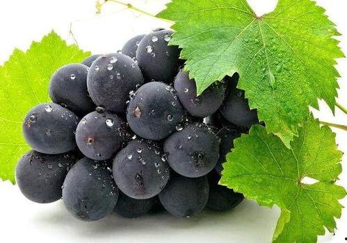 黑守瓜吃葡萄叶,一场生态循环的奇妙之旅