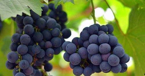 黑守瓜吃葡萄叶,一场生态循环的奇妙之旅