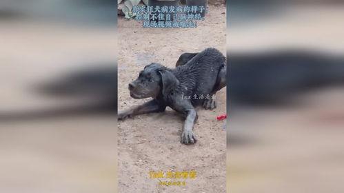 狂犬病发病视频,揭秘病毒侵袭下的生死较量