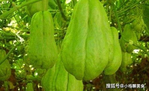 拂手瓜种植今日新鲜事,今日新鲜事盘点
