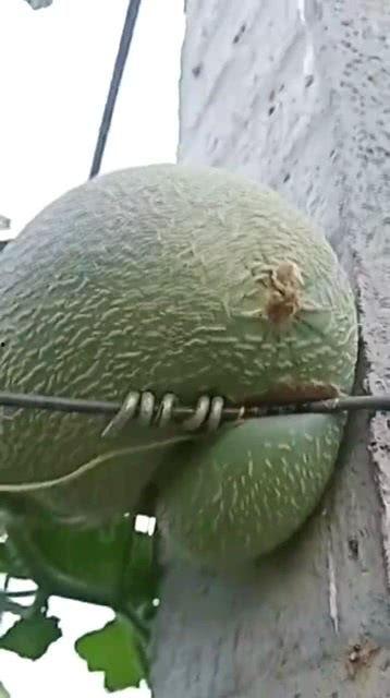 荆州哈密瓜今日价格,品质佳品，实惠之选