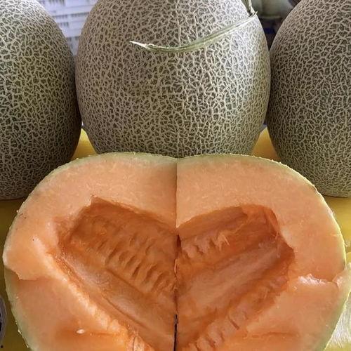 新疆哈密瓜今日价格行情,价格行情一览