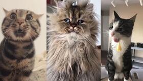 猫视频搞笑,猫咪视频里的欢乐瞬间