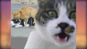 猫视频搞笑,猫咪视频里的欢乐瞬间