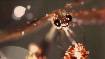 科技苑视频全集,探索科技前沿，揭秘创新奥秘