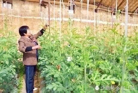 西瓜打叉整枝视频,西瓜高效整枝打叉技巧解析