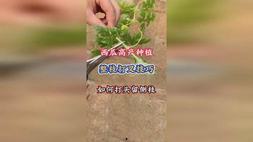 西瓜打叉整枝视频,西瓜高效整枝打叉技巧解析