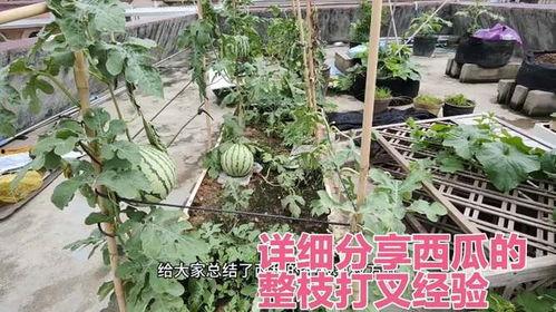 西瓜打叉整枝视频,西瓜高效整枝打叉技巧解析