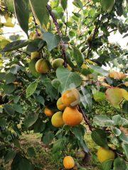 河南吊瓜今日行情最新消息,今日最新动态解析