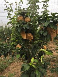 河南吊瓜今日行情最新消息,今日最新动态解析