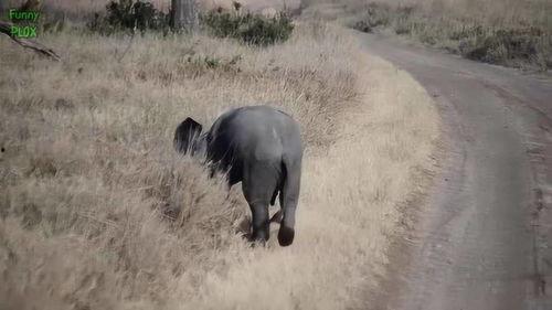 小象视频,探索短视频新潮流的视觉盛宴