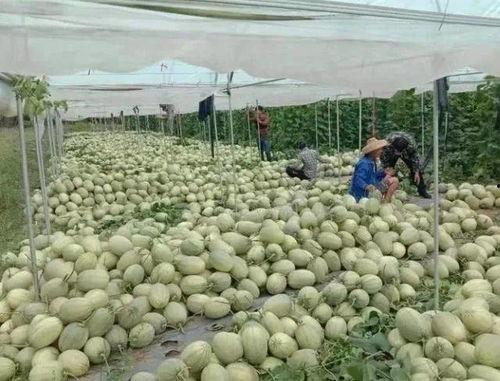 哈密瓜今日收购行情,价格波动与市场动态一览