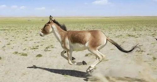 马和驴视频,一场跨物种的和谐互动